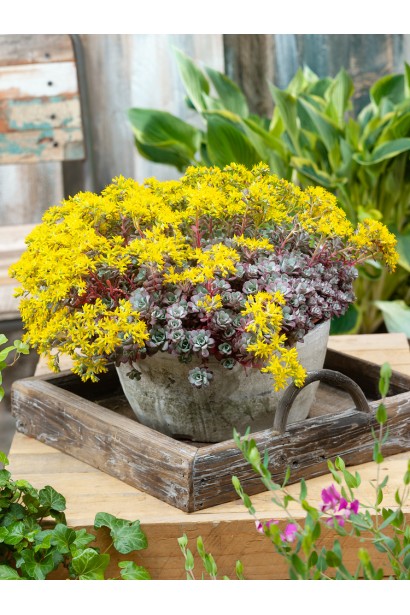 Очиток ложколистий Пурпуреум ландшафтний дизайн